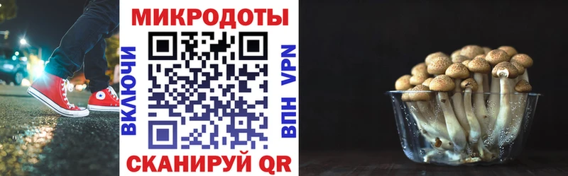 Галлюциногенные грибы Psilocybe Пыть-Ях